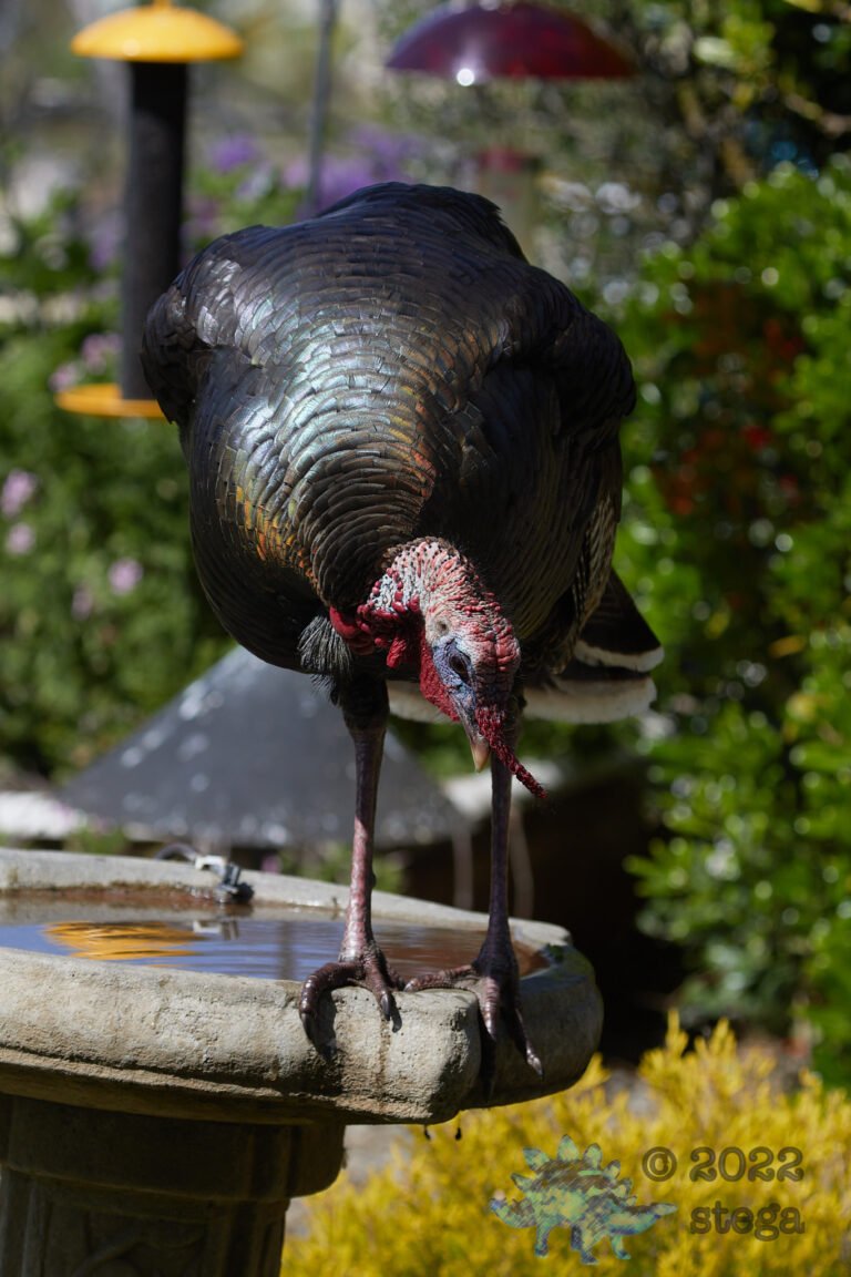 Boy Turkey