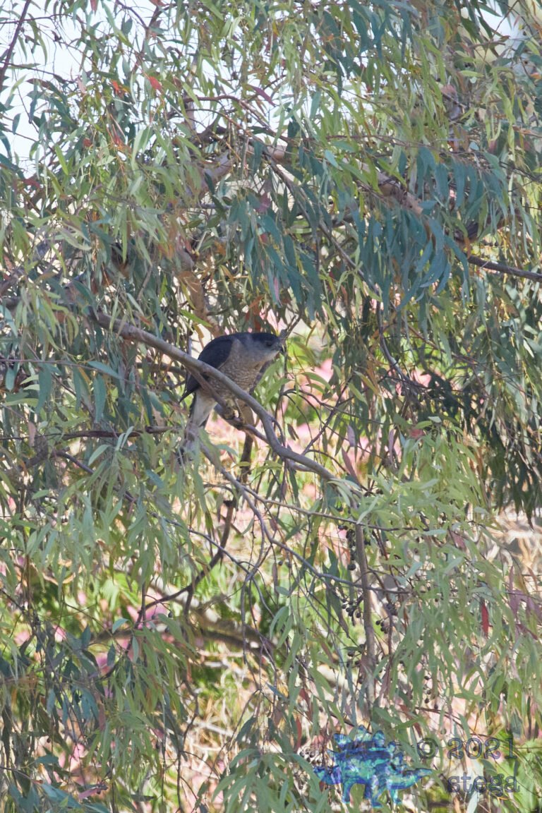 Cooper’s Hawk