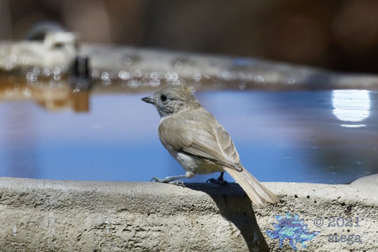 Oak Titmouse