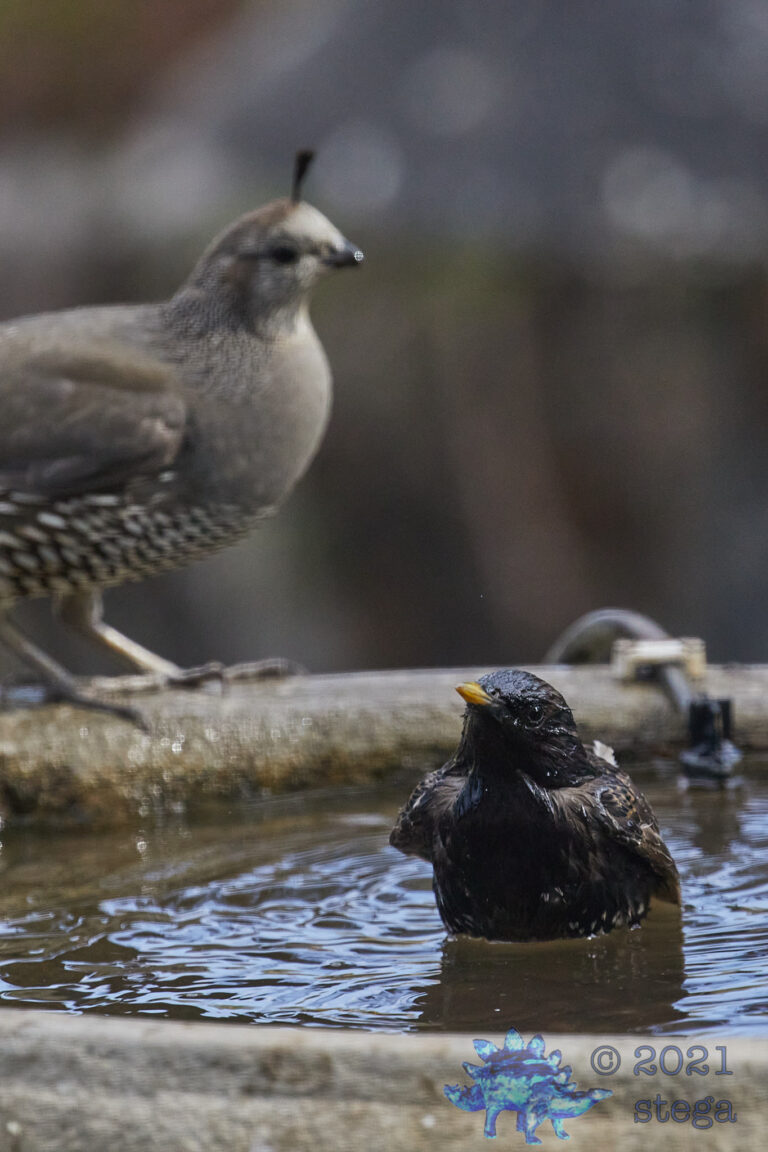 European Starling