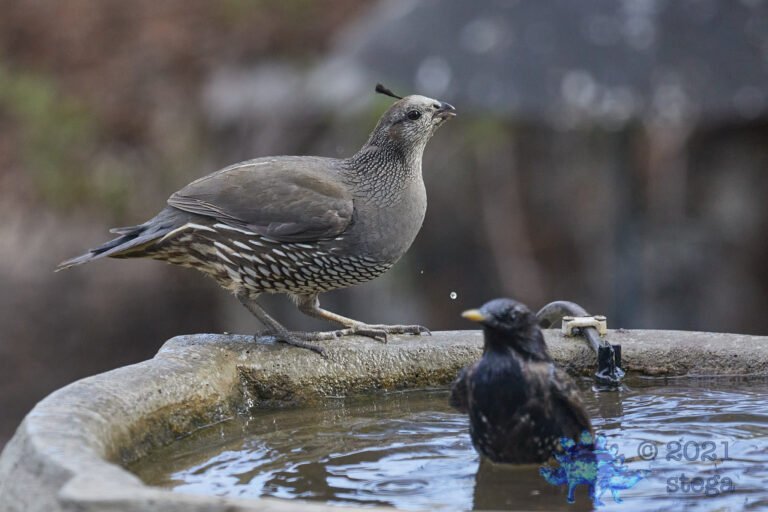 California Quail