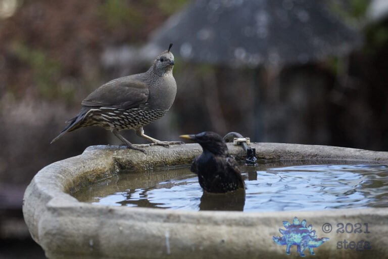 Quail Week V
