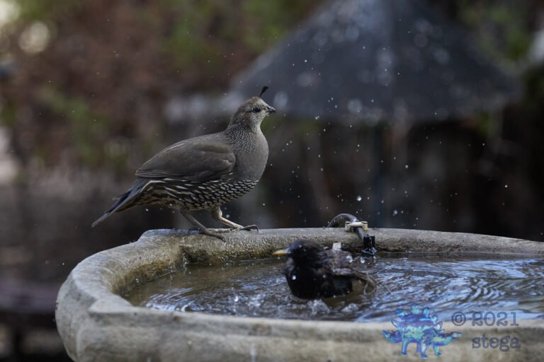 California Quail