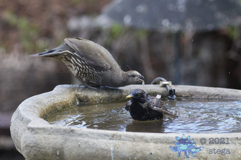 Starling and Quail