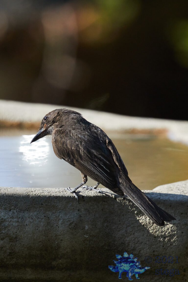 Black Phoebe