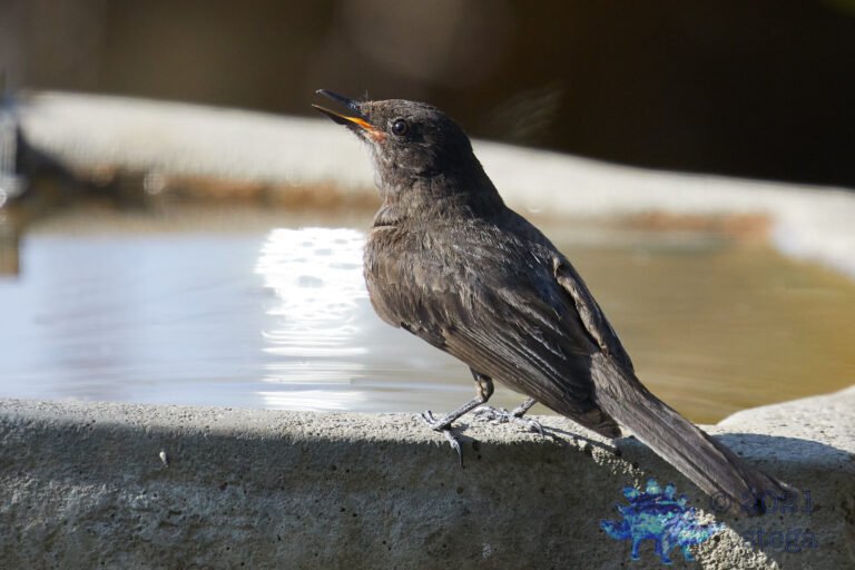 Black Phoebe