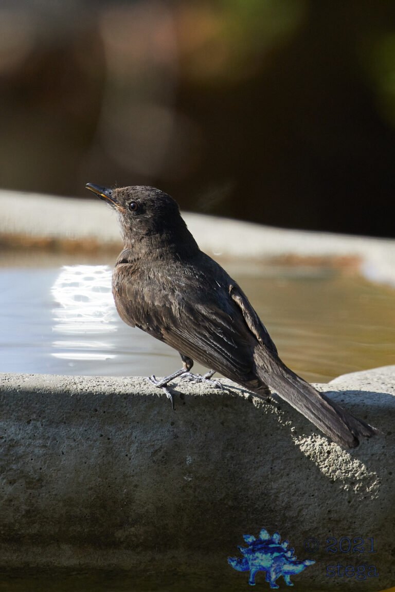 Black Phoebe