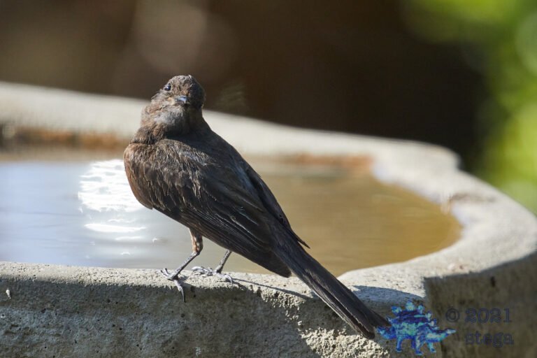 Black Phoebe
