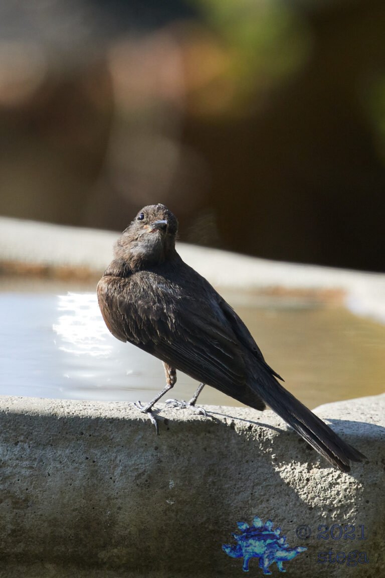 Black Phoebe
