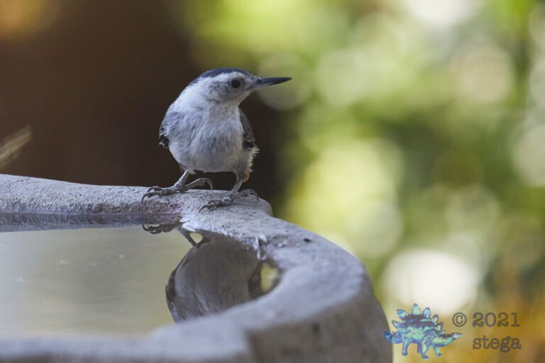 White Breasted Nuthatch