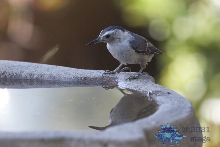 White Breasted Nuthatch