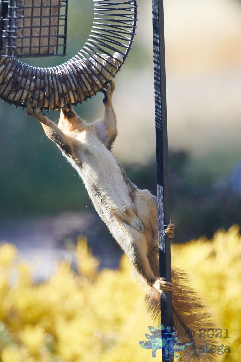 Fox Squirrel