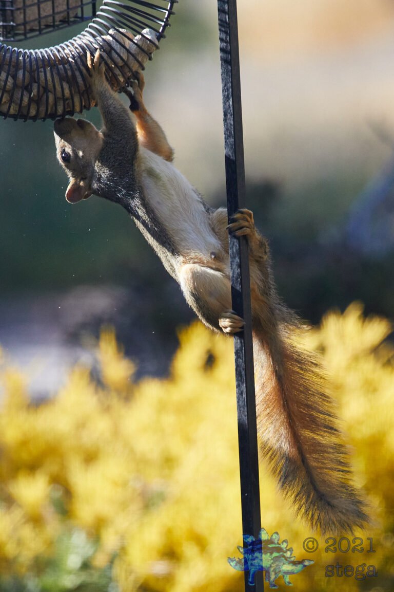 Fox Squirrel