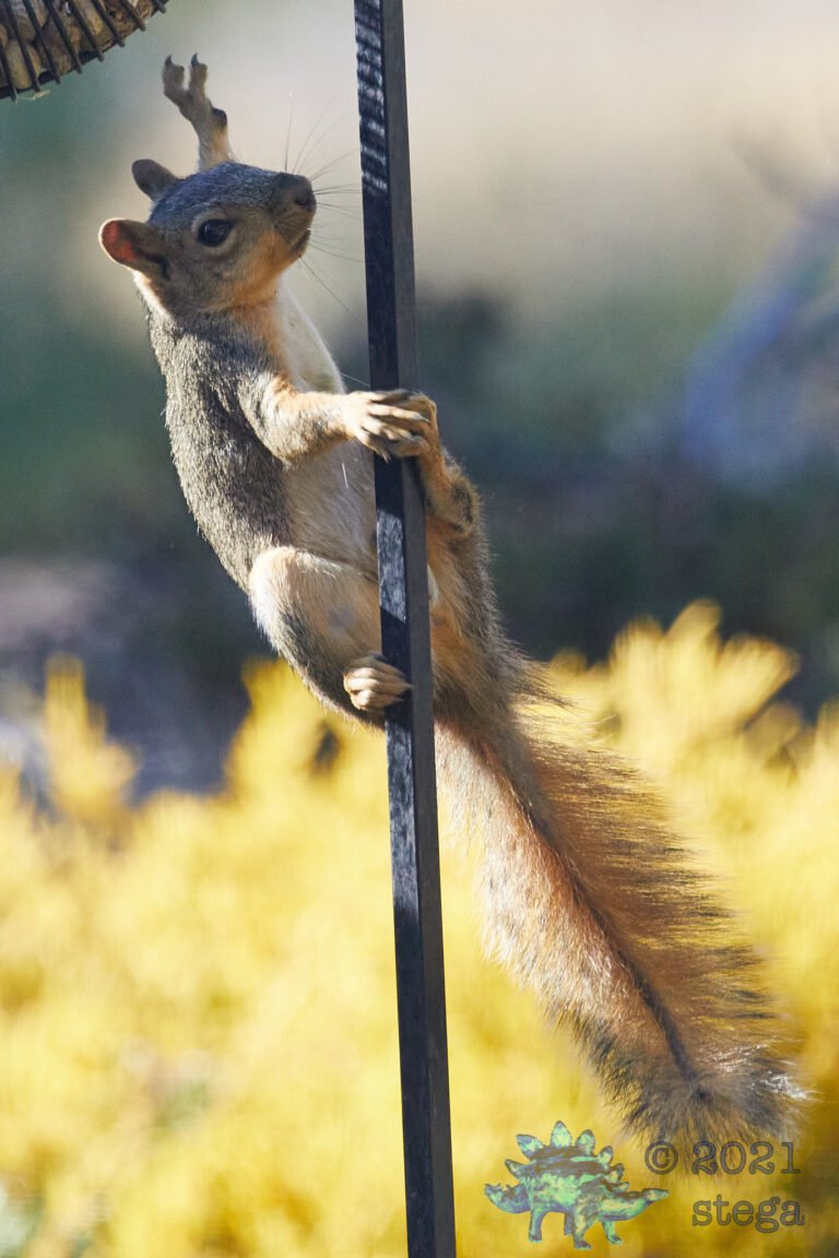 Fox Squirrel