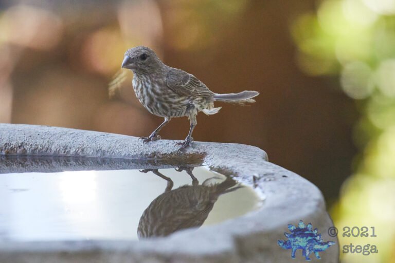 House Finch