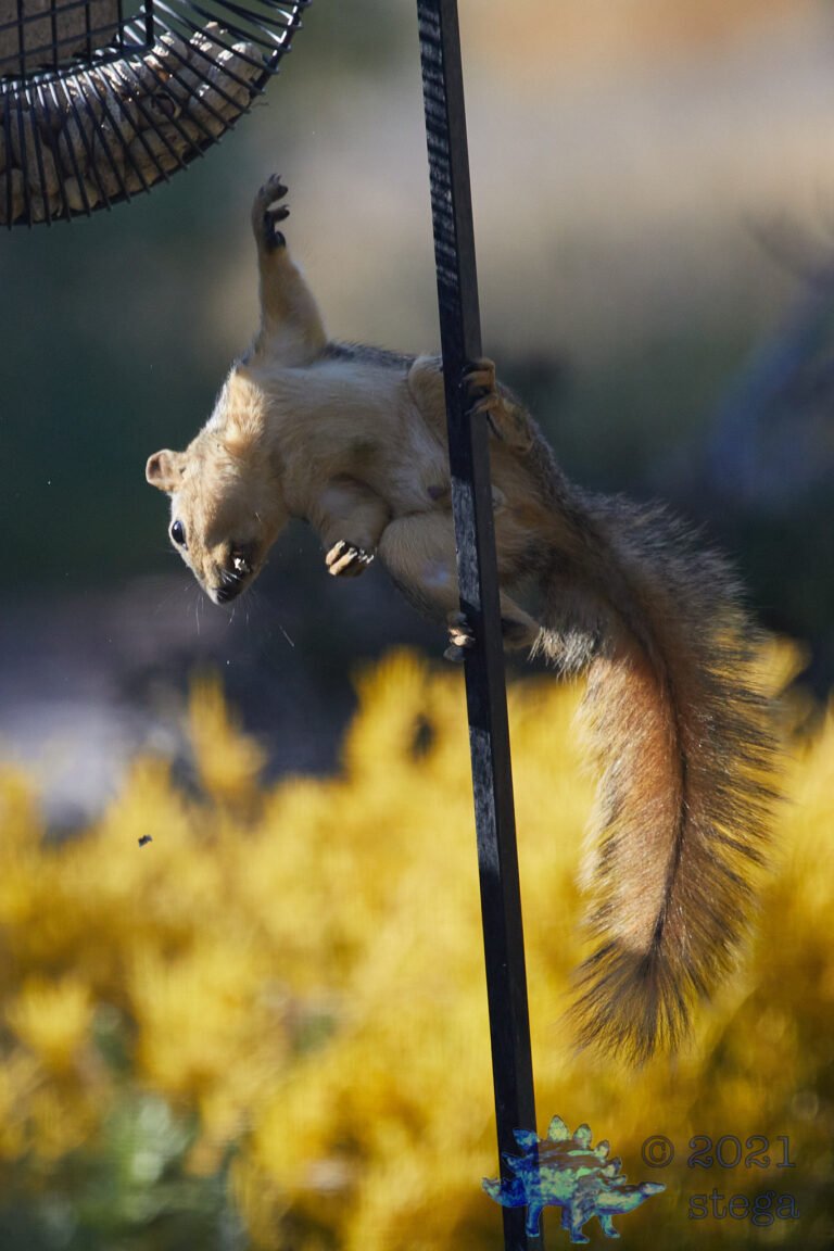 Fox Squirrel
