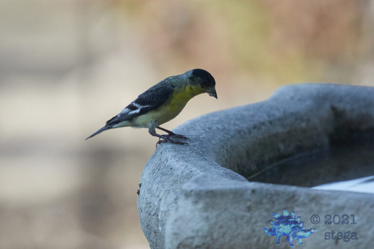 Dark Lesser Goldfinch