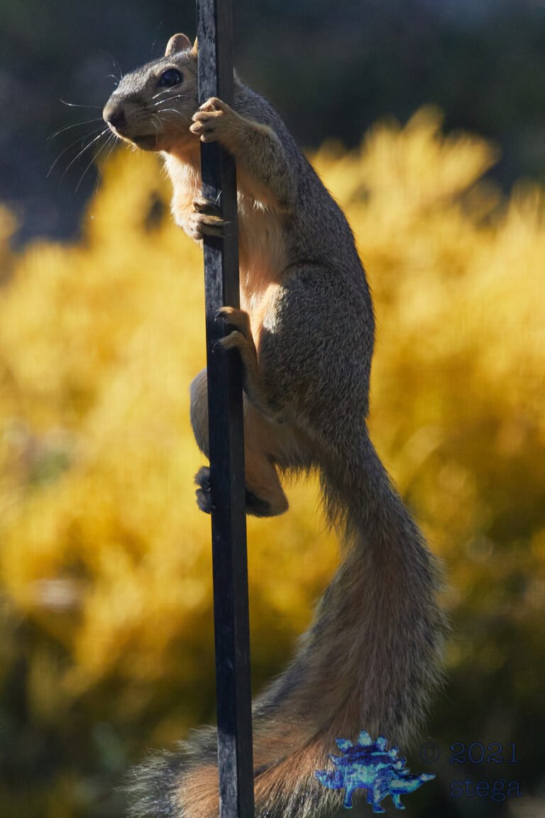 Fox Squirrel