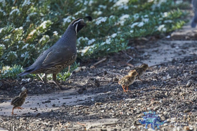 Quail Week XXXII
