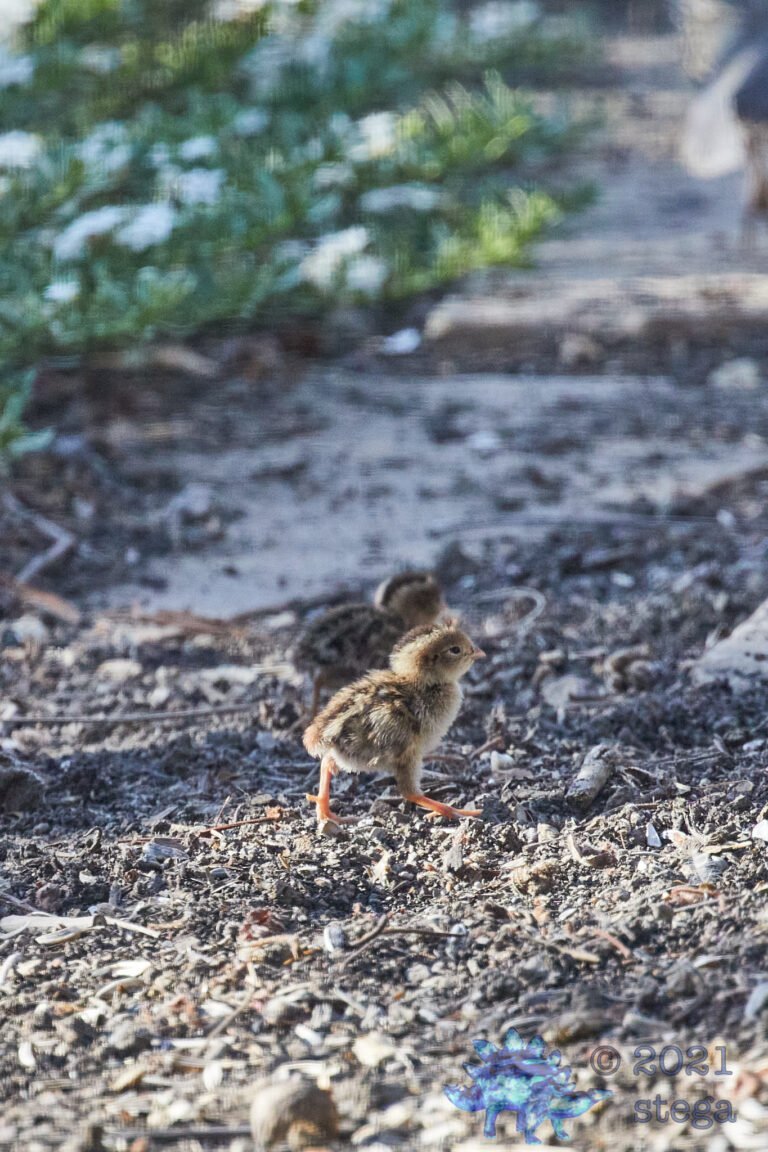 California Quail