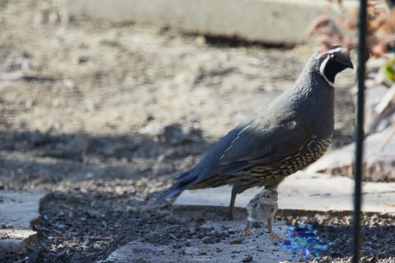 California Quail
