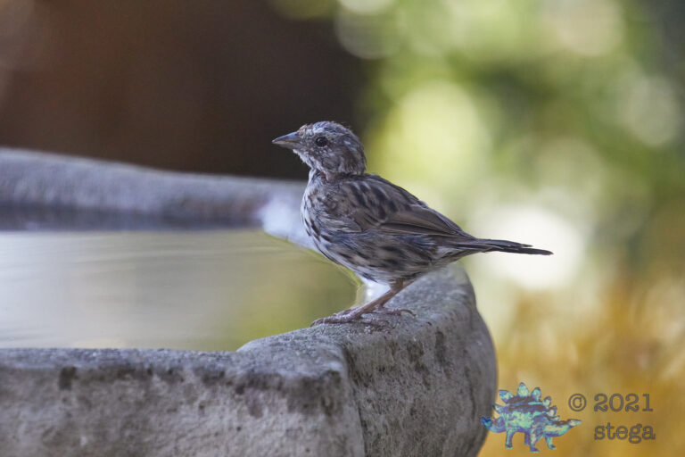 Song Sparrow