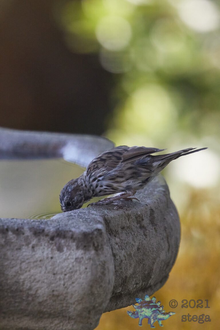 Song Sparrow