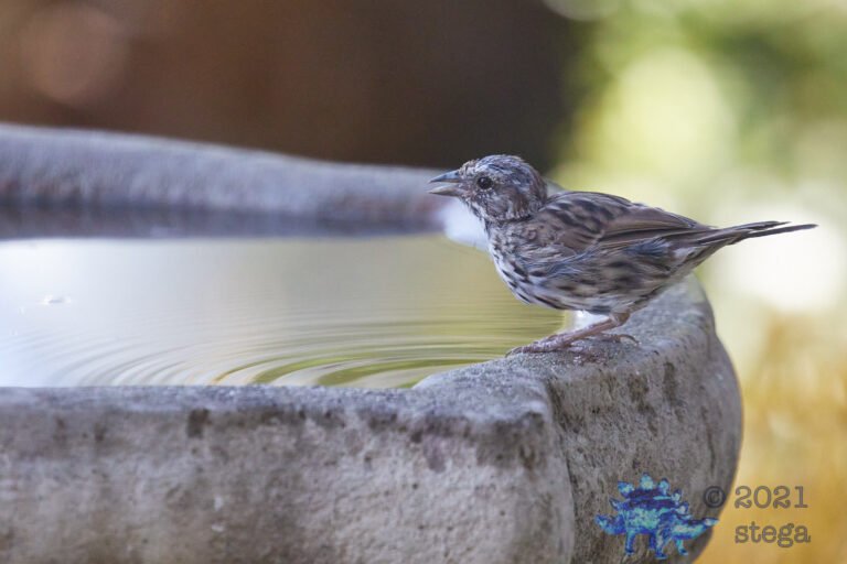 Song Sparrow
