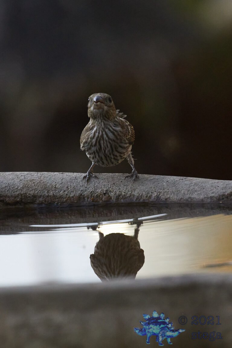 House Finch