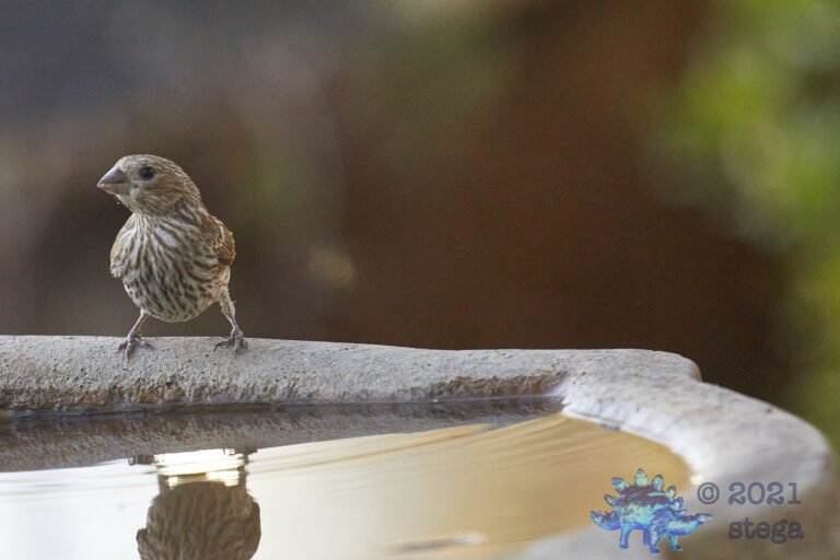 House Finch