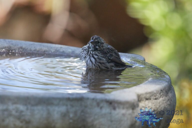 Song Sparrow