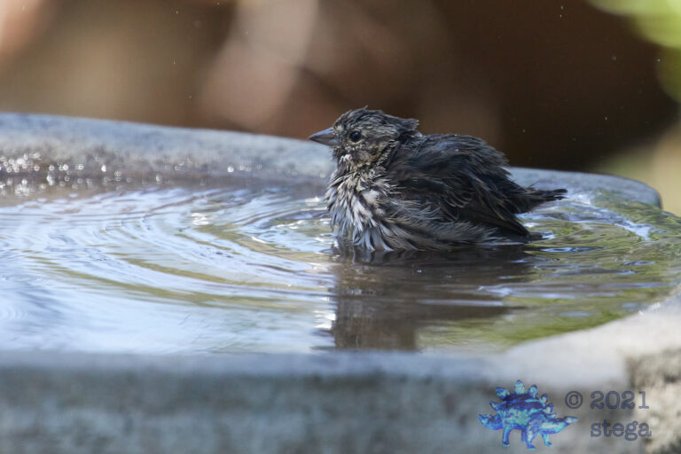 Song Sparrow