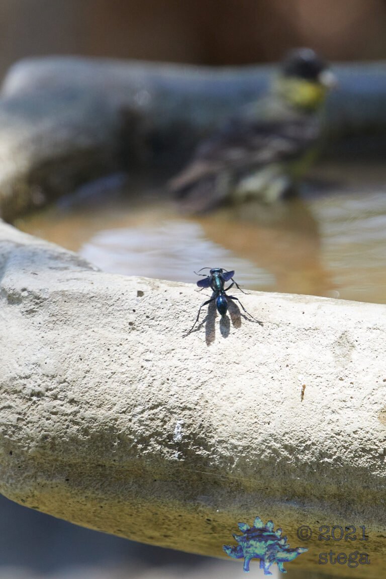 Wasp