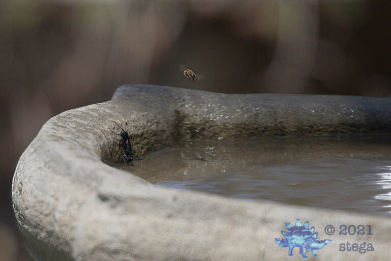 Wasp and Bee