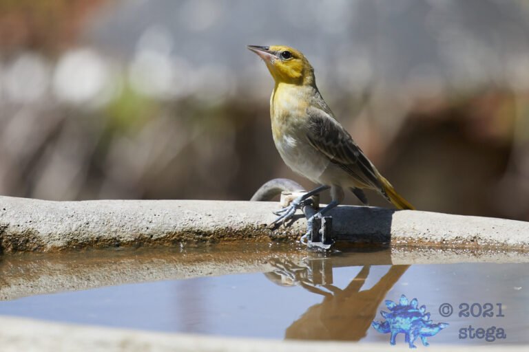 Bullock’s Oriole