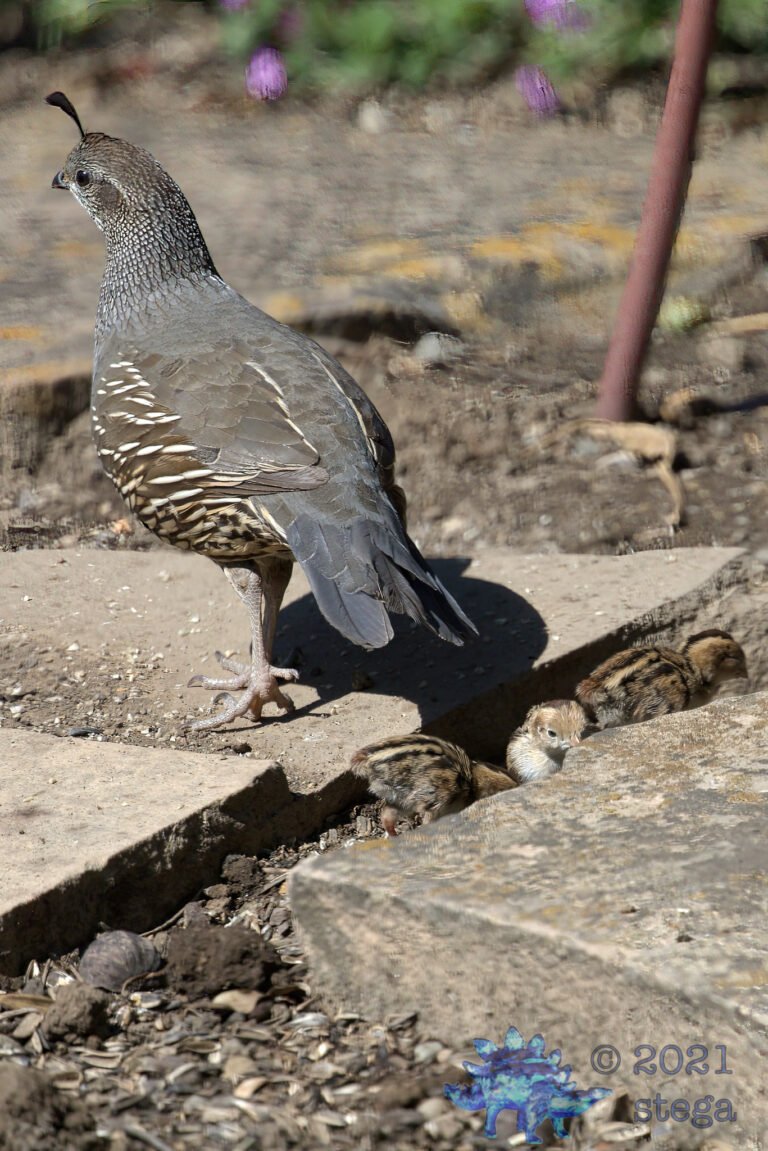 California Quail