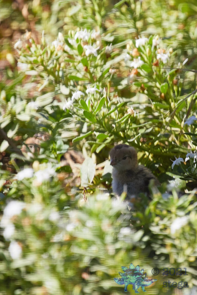 California Quail