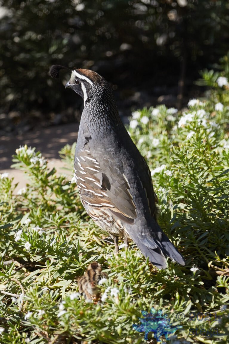 California Quail