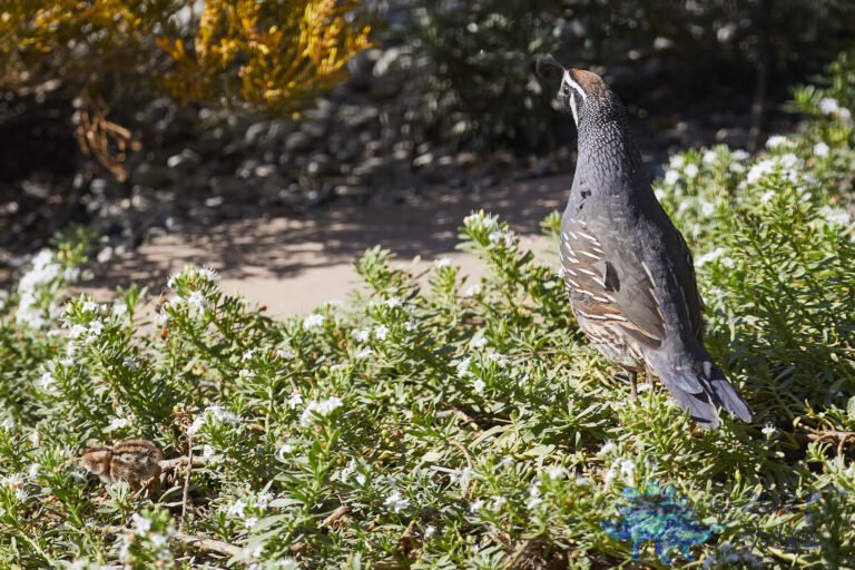 California Quail: Father and Chick