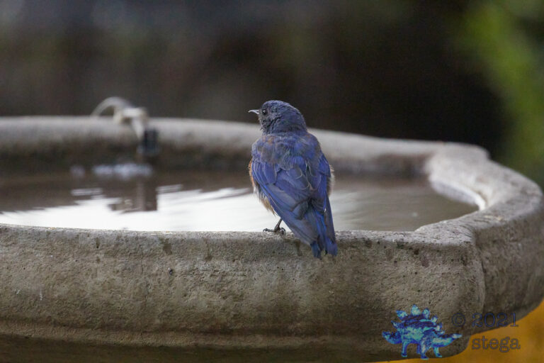 Western Bluebird