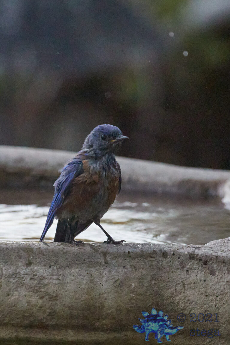 Western Bluebird