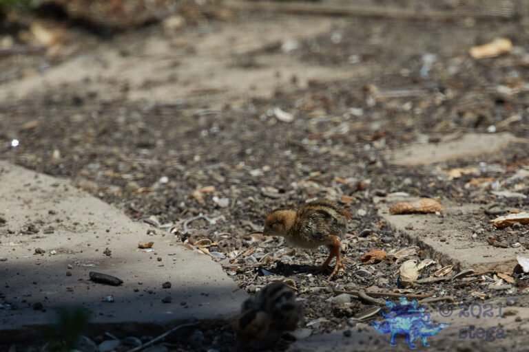 California Quail Chick