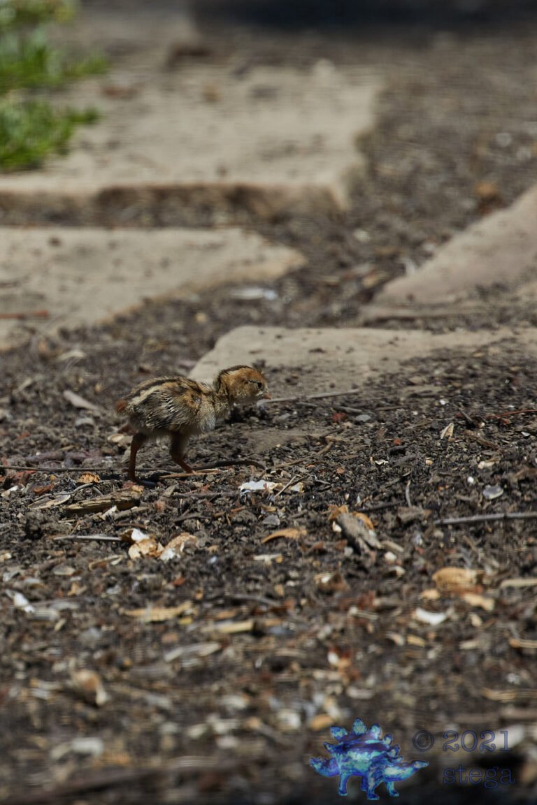 California Quail