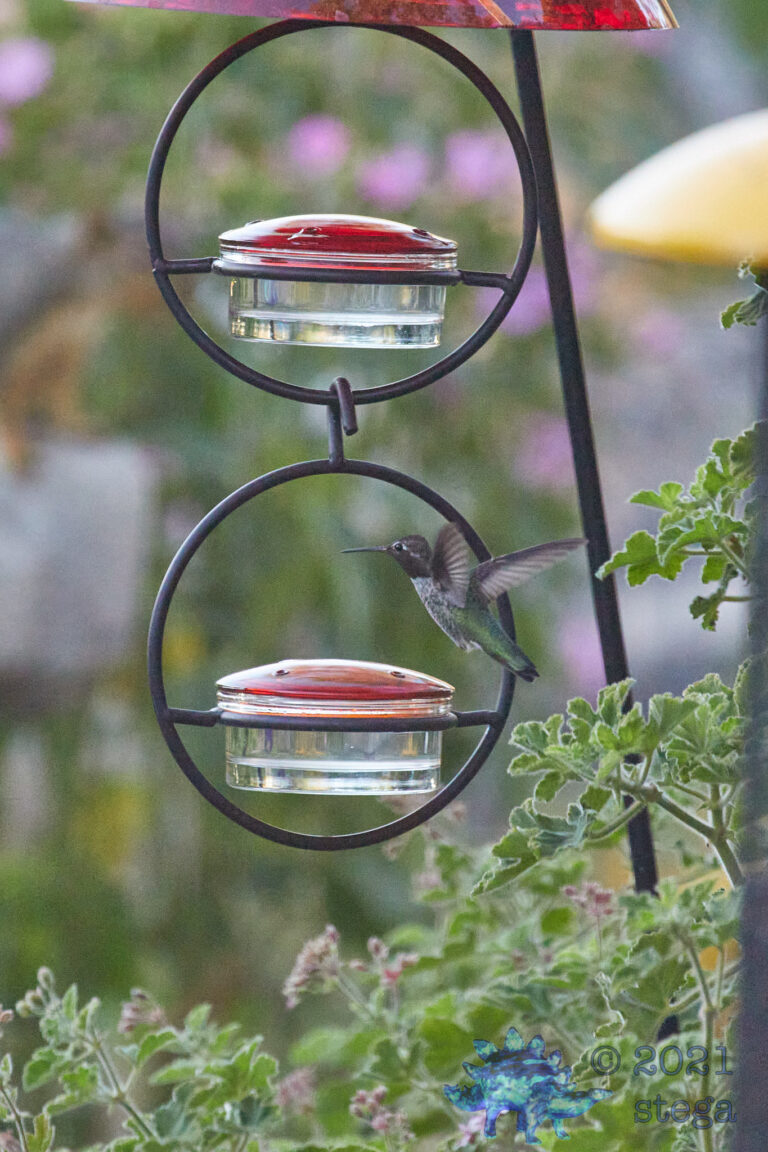 Anna’s Hummingbird