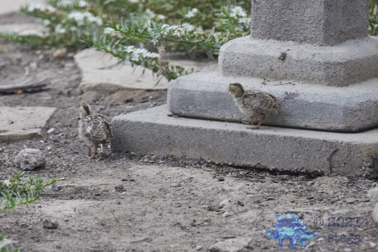 California Quail