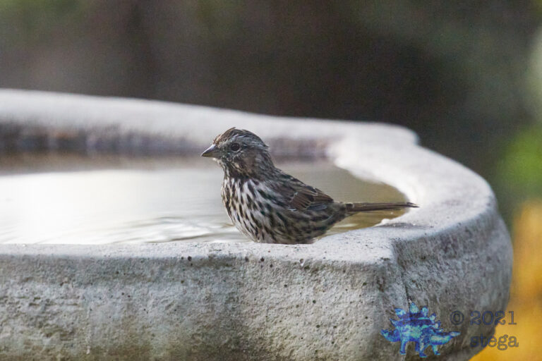 Song Sparrow