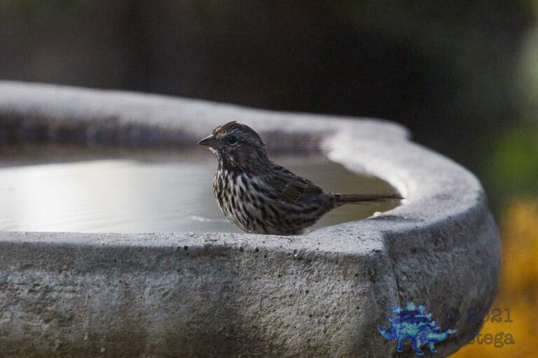 Song Sparrow