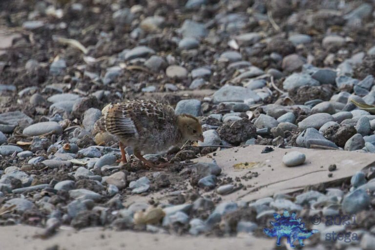 California Quail