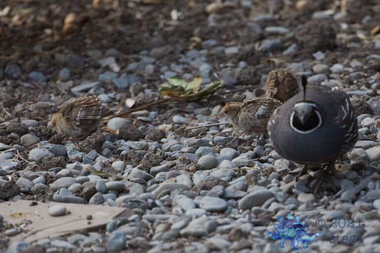 Quail Week VI
