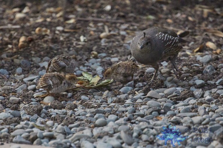 California Quail